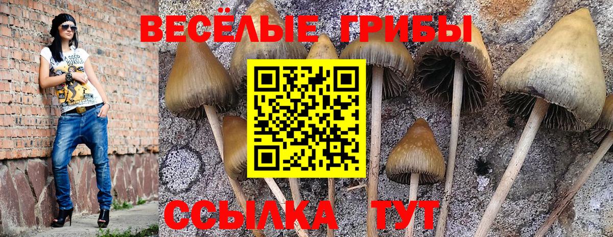 Псилоцибиновые грибы Psilocybe  Вход с VPN  Галлюциногенные грибы MAGIC MUSHROOMS  Алейск 
